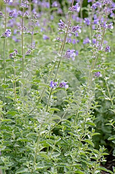 Catmint, Nepeta x faassenii Walkers Low, lavender-blue flowers photo